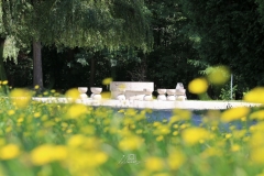 Florile-Tacerii