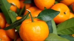 Mandarine clementine