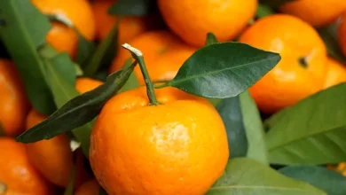 Mandarine clementine